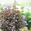 Summer Wine® Black Ninebark -Plant Series Physocarpus Summer Wine Black DSC02869