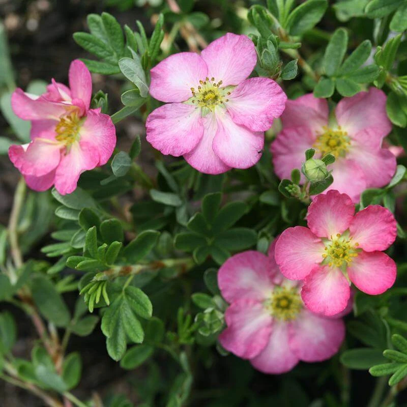 Happy Face Hearts® Potentilla 3 Happy Face Hearts® Potentilla