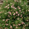 Happy Face® Pink Paradise Potentilla -Plant Series Potentilla Happy Face Pink Paradise 1 P sw