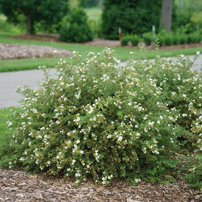 Happy Face® White Potentilla 5 Happy Face® White Potentilla - Image 3