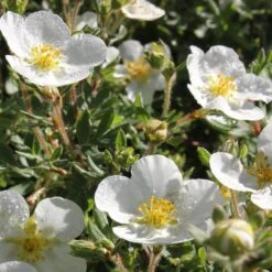 Happy Face® White Potentilla 11 Happy Face® White Potentilla -Plant Series Potentilla Happy Face White 4 P sw