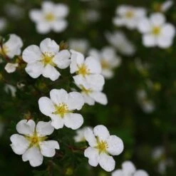 Happy Face® White Potentilla 12 Happy Face® White Potentilla -Plant Series Potentilla Happy Face White 5 P sw