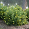 Happy Face® Yellow Potentilla -Plant Series Potentilla Happy Face Yellow 1 P
