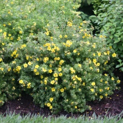 Happy Face® Yellow Potentilla -Plant Series Potentilla Happy Face Yellow 2 P