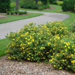 Happy Face® Yellow Potentilla -Plant Series Potentilla Happy Face Yellow 3 P