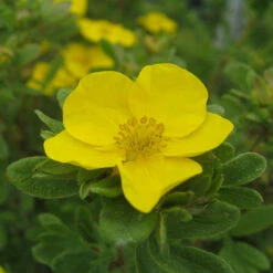 Happy Face® Yellow Potentilla -Plant Series Potentilla Happy Face Yellow 5 P