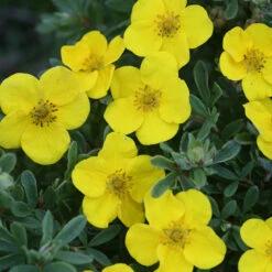 Happy Face® Yellow Potentilla -Plant Series Potentilla Happy Face Yellow 6 P