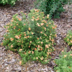 Happy Face® Orange Potentilla 10 Happy Face® Orange Potentilla -Plant Series Potentilla Happy Face Orange P1237255
