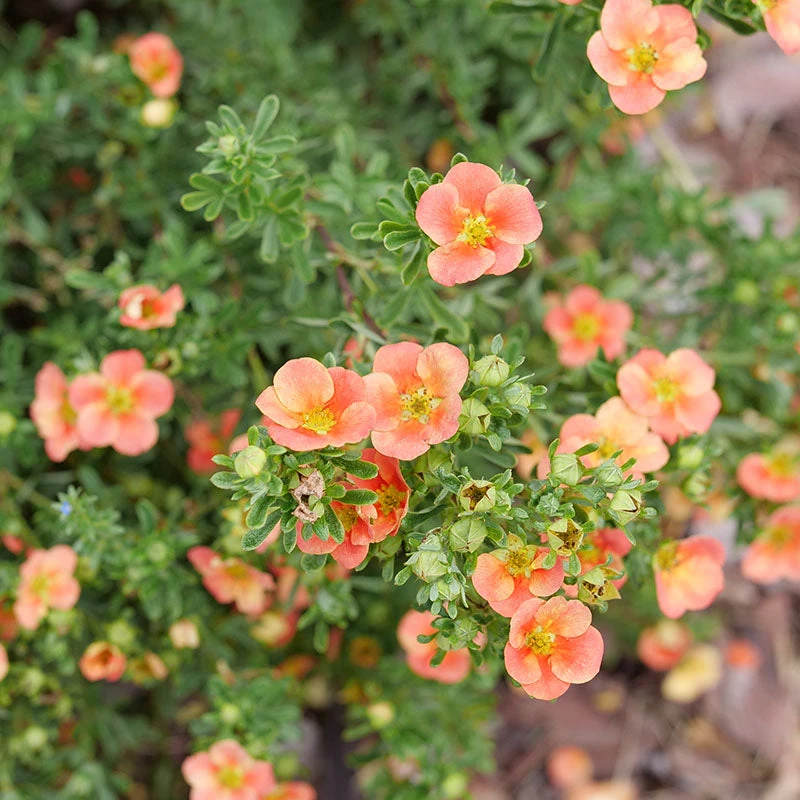 Happy Face® Orange Potentilla 3 Happy Face® Orange Potentilla