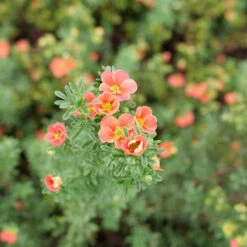 Happy Face® Orange Potentilla 8 Happy Face® Orange Potentilla -Plant Series Potentilla Happy Face Orange P1239062