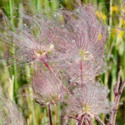 Prairie Smoke Geum 5 Prairie Smoke Geum -Plant Series Prairie smoke geum 1