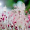 Prairie Smoke Geum -Plant Series Prairie smoke geum 2