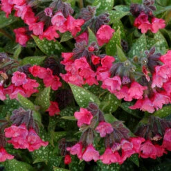 'Shrimp On The Barbie' Lungwort -Plant Series Pulmonaria Shrimps on the Barbie 2 sq