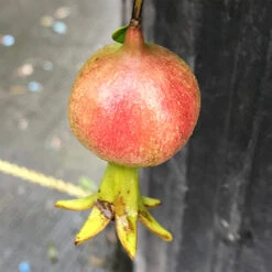 Peppy Le Pom™ Pomegranate 8 Peppy Le Pom™ Pomegranate -Plant Series Punica Peppy Le Pom 3 L