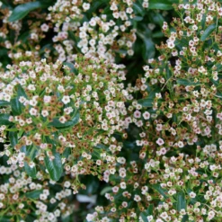 Berry Box™ Pyracomeles -Plant Series PyracomelesBerryBoxP1002556 1080x1080 edde614