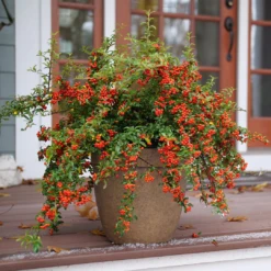 Berry Box™ Pyracomeles -Plant Series PyracomelesBerryBoxP1117266 1080x1080 8244075