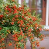 Berry Box™ Pyracomeles -Plant Series PyracomelesBerryBoxP1117271 1080x1080 8c62615