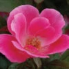 Pink Knock Out® Rose 1 Pink Knock Out® Rose -Plant Series ROSPK2Q 1