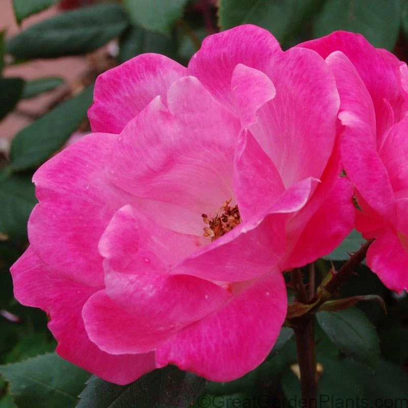Pink Knock Out® Rose 4 Pink Knock Out® Rose - Image 2