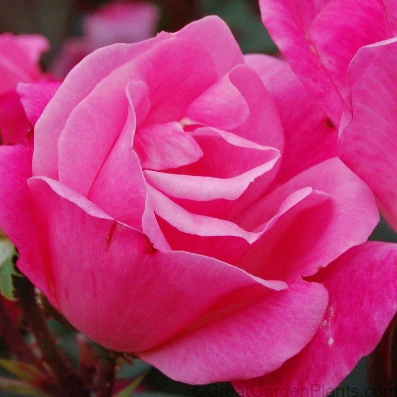 Pink Knock Out® Rose 5 Pink Knock Out® Rose - Image 3