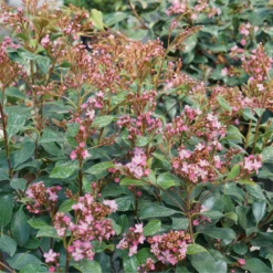 La Vida Grande™ Indian Hawthorn -Plant Series RhaphiolepisLaVidaGrandeDSC08806 800x800 f7c2e14