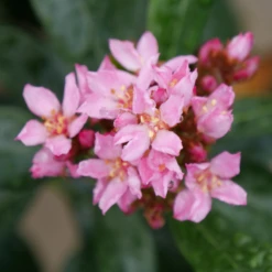 La Vida Grande™ Indian Hawthorn -Plant Series RhaphiolepisLaVidaGrandeP1075031 800x800 b1236b4