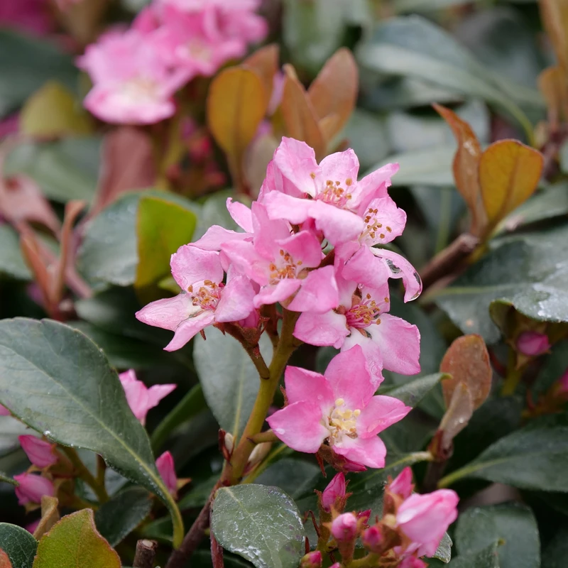 La Vida Mas™ Indian Hawthorn 4 La Vida Mas™ Indian Hawthorn - Image 2