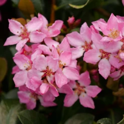 La Vida Mas™ Indian Hawthorn 8 La Vida Mas™ Indian Hawthorn -Plant Series RhaphiolepisLaVidaMsP1001763 800x800 bae5ef5