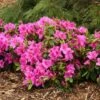 Bloom-A-Thon® Lavender Reblooming Azalea