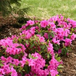 Bloom-A-Thon® Lavender Reblooming Azalea 8 Bloom-A-Thon® Lavender Reblooming Azalea -Plant Series Rhododendron Bloom A Thon Lavender 3 P a52a377d 7313 4336 a6b0 9a786f52e931 sw