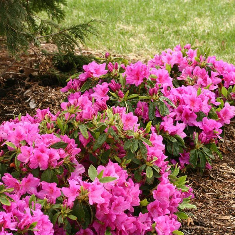Bloom-A-Thon® Lavender Reblooming Azalea 5 Bloom-A-Thon® Lavender Reblooming Azalea - Image 3