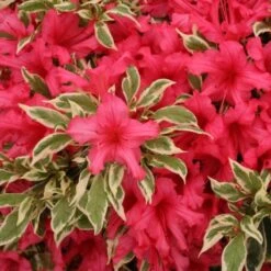 Bollywood® Azalea