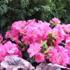 Perfecto Mundo® Double Purple Reblooming Azalea -Plant Series Rhododendron Perfecto Mundo Double Purple sq