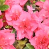 Perfecto Mundo® Epic Coral⢠Reblooming Azalea 2 Perfecto Mundo® Epic Coral⢠Reblooming Azalea -Plant Series RhododendronPerfectoMundoEpicCoralIMG 0516 800x800 9689f15