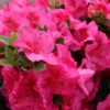 Perfecto Mundo Epic Pink™Reblooming Azalea -Plant Series RhododendronPerfectoMundoEpicPinkIMG 0723 800x800 ea57dd0