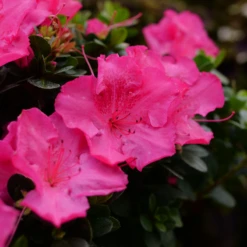Perfecto Mundo Epic Pink™Reblooming Azalea -Plant Series RhododendronPerfectoMundoEpicPinkP1104996 800x800 99e59b8