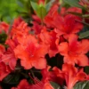 Perfecto Mundo® Orange Reblooming Azalea -Plant Series RhododendronPerfectoMundoOrangeP1093749 800x800 5c743a9 1