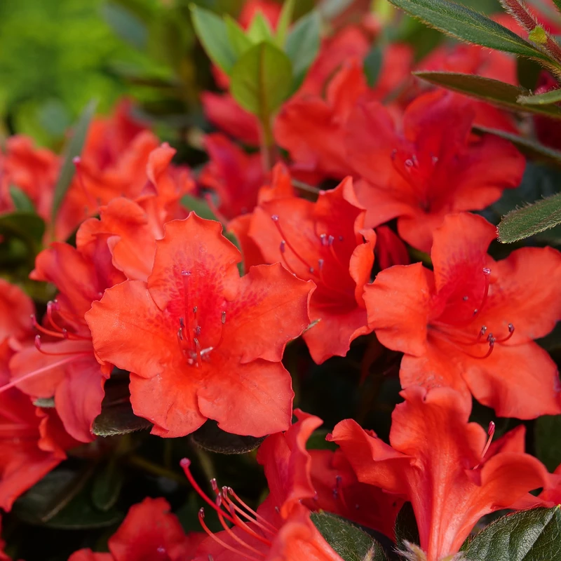 Perfecto Mundo® Orange Reblooming Azalea 3 Perfecto Mundo® Orange Reblooming Azalea