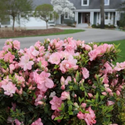 Perfecto Mundo Pink Carpet™Reblooming Azalea -Plant Series RhododendronPerfectoMundoPinkCarpetIMG 0631 800x800 0ea7d29