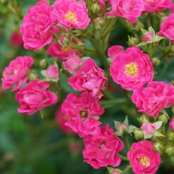 Oso Easy Peasy® Rose 8 Oso Easy Peasy® Rose -Plant Series Rosa Oso Easy Pleasy 2 P