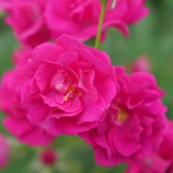 Oso Easy Peasy® Rose 10 Oso Easy Peasy® Rose -Plant Series Rosa Oso Easy Pleasy 4 P