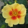 Ringo® Rose 2 Ringo® Rose -Plant Series Rosa Ringo 1 P