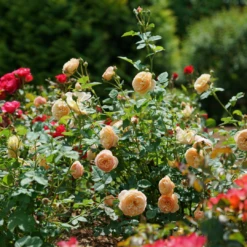 Flavorette™ Honey-Apricot Rose -Plant Series RosaFlavoretteApricot HoneyDSC04297 1080x1080 3345916