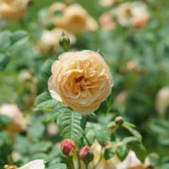 Flavorette™ Honey-Apricot Rose -Plant Series RosaFlavoretteApricot HoneyDSC04303 1080x1080 06ba277