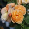 Flavorette™ Honey-Apricot Rose 2 Flavorette™ Honey-Apricot Rose -Plant Series RosaFlavoretteApricot HoneyP1184615 1080x1080 472cfd6
