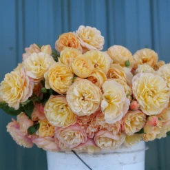 Flavorette™ Honey-Apricot Rose -Plant Series RosaFlavoretteHoney ApriotP1184422 1080x1080 7bf475a