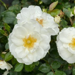 Oso Easy Ice Bay™ Rose -Plant Series RosaOsoEasyIceBayIMG 1355 1080x1080 681b73c