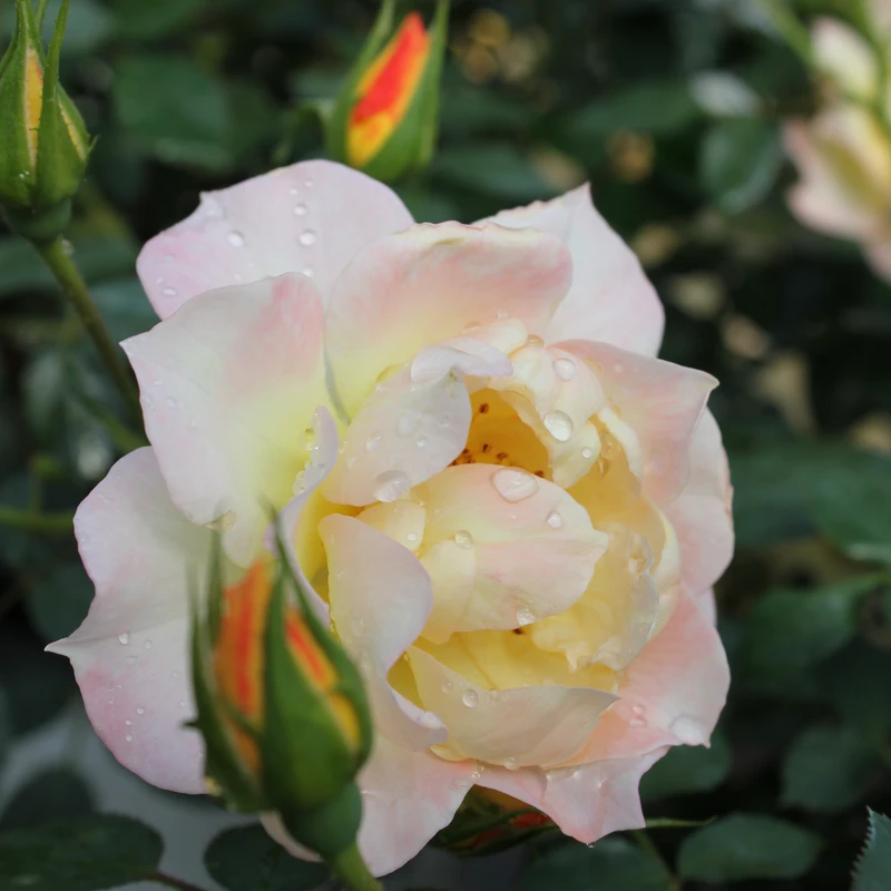 Oso Easy Italian Ice® Rose 4 Oso Easy Italian Ice® Rose - Image 2