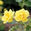 Oso Easy Lemon Zest® Rose -Plant Series RosaOsoEasyLemonZest1