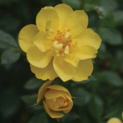 Oso Easy Lemon Zest® Rose -Plant Series RosaOsoEasyLemonZest2